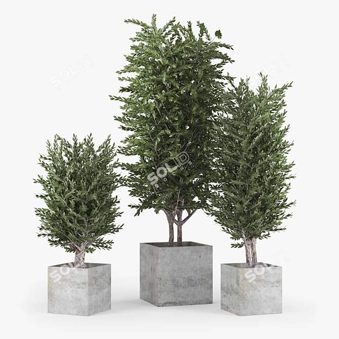 Eucalyptus 3D Model with Textures 3D model image 1