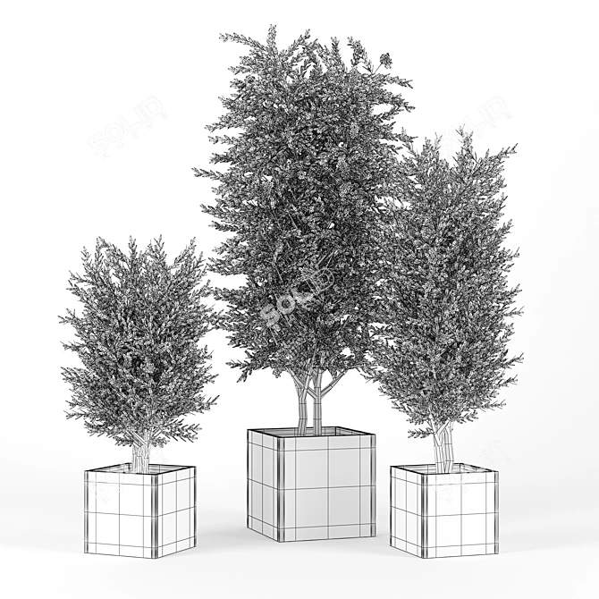 Eucalyptus 3D Model with Textures 3D model image 2