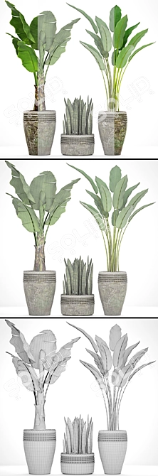 Tropical Plant Collection: Palm, Calathea, Sanservieria 3D model image 3