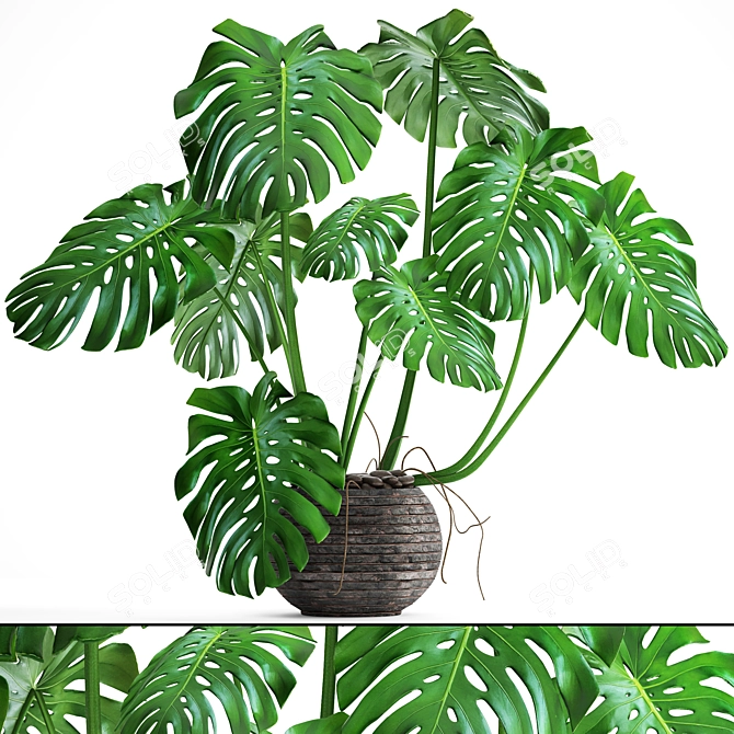 Luxury Monstera Plant 3D model image 1