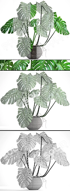 Luxury Monstera Plant 3D model image 3