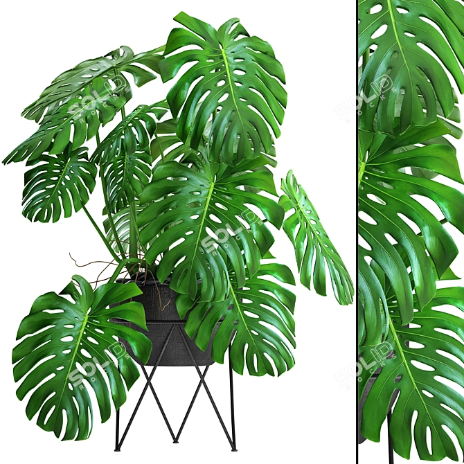 Tropical Delight: Monstera 2 3D model image 1