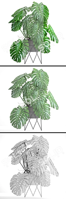 Tropical Delight: Monstera 2 3D model image 3