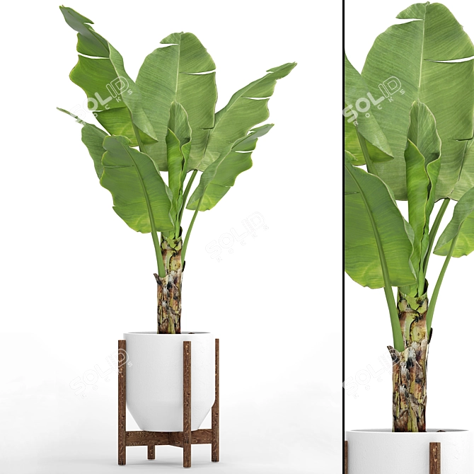 Tropical Paradise: Banana Palm in a Pot 3D model image 1