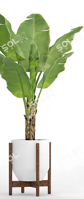 Tropical Paradise: Banana Palm in a Pot 3D model image 2