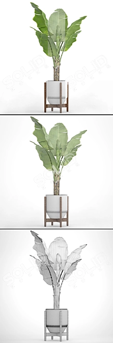 Tropical Paradise: Banana Palm in a Pot 3D model image 3