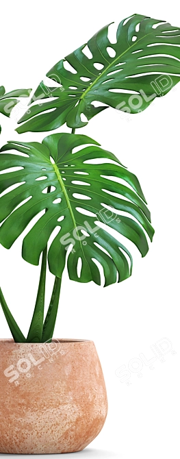 Tropical Dream Monstera: Exotic Beauty 3D model image 2