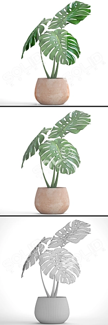 Tropical Dream Monstera: Exotic Beauty 3D model image 3