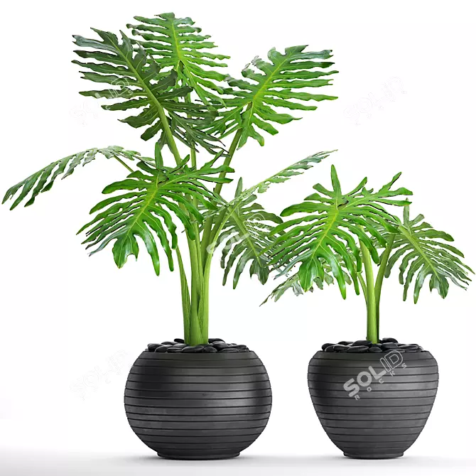 Tropical Plant Collection: Philodendron Selloum 3D model image 1