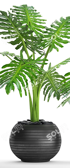 Tropical Plant Collection: Philodendron Selloum 3D model image 2