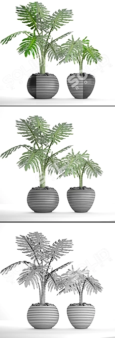 Tropical Plant Collection: Philodendron Selloum 3D model image 3