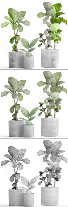 Ficus Lyrata: Gorgeous Pot Collection 3D model image 3