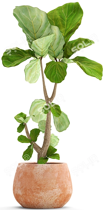 Lyrata Ficus: Stunning Indoor Plant 3D model image 2