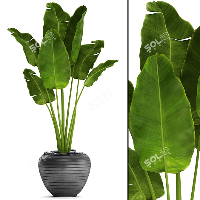 Tropical Delight: Banana Palm in Pot 3D model image 1