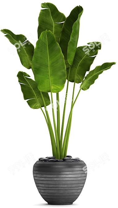 Tropical Delight: Banana Palm in Pot 3D model image 2