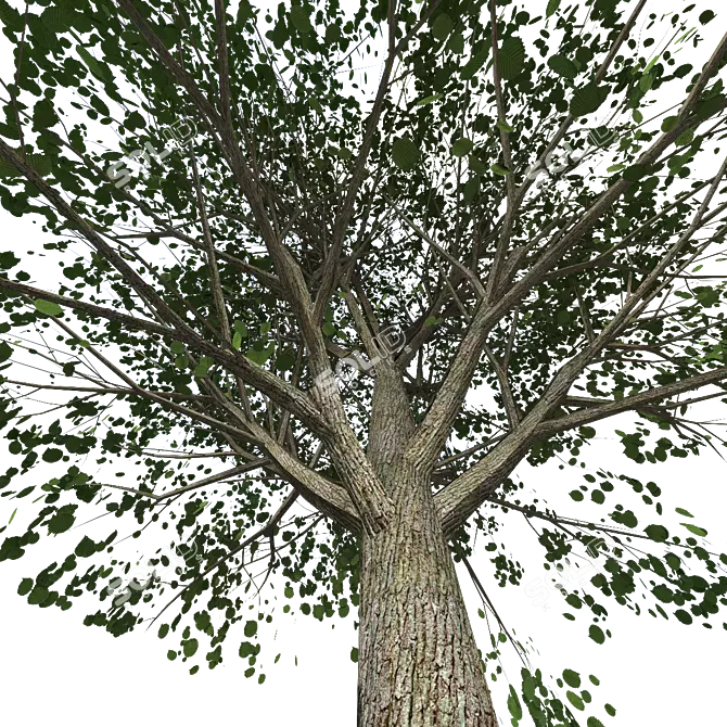 Elegant Tree Model 3D model image 2