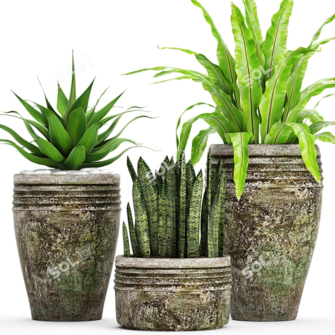 Variety of Potted Plants 3D model image 1