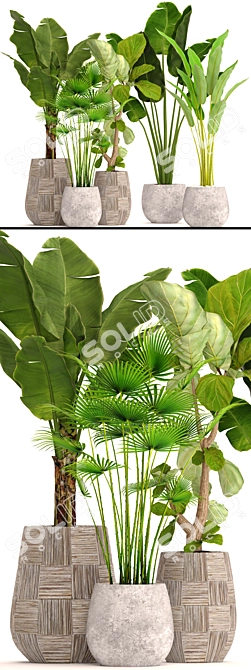 Potted Plant Collection 41 3D model image 2