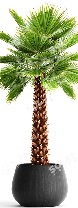 Yalta Fan Palm 3D model image 2