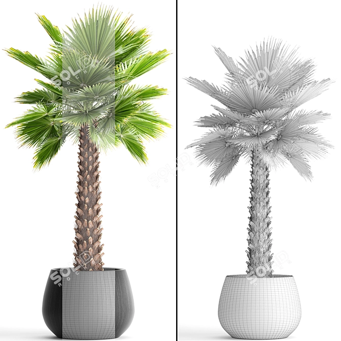 Yalta Fan Palm 3D model image 3