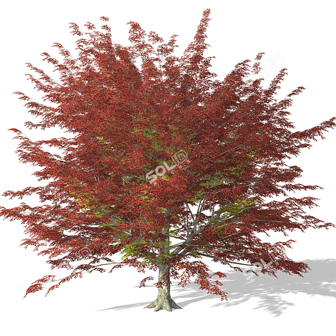 High-quality 3D Tree Model 3D model image 1