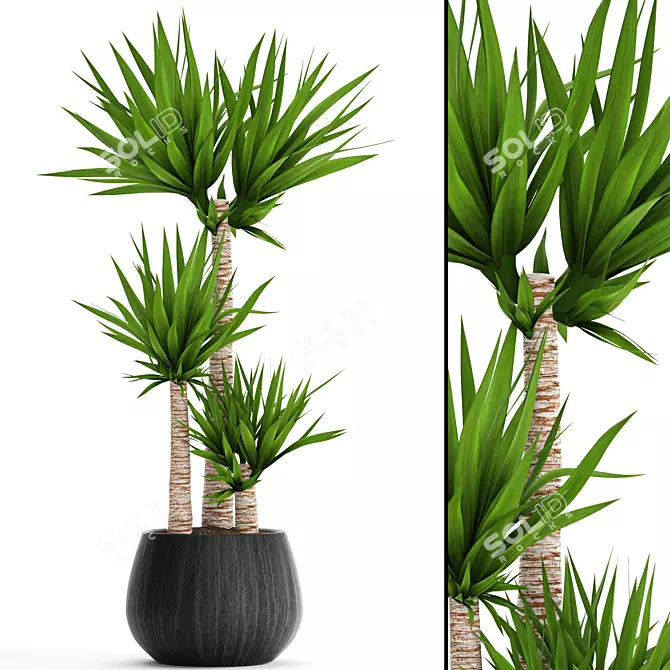 Decorative Yucca Plant Pot 3D model image 1