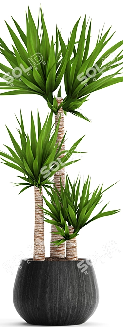 Decorative Yucca Plant Pot 3D model image 2