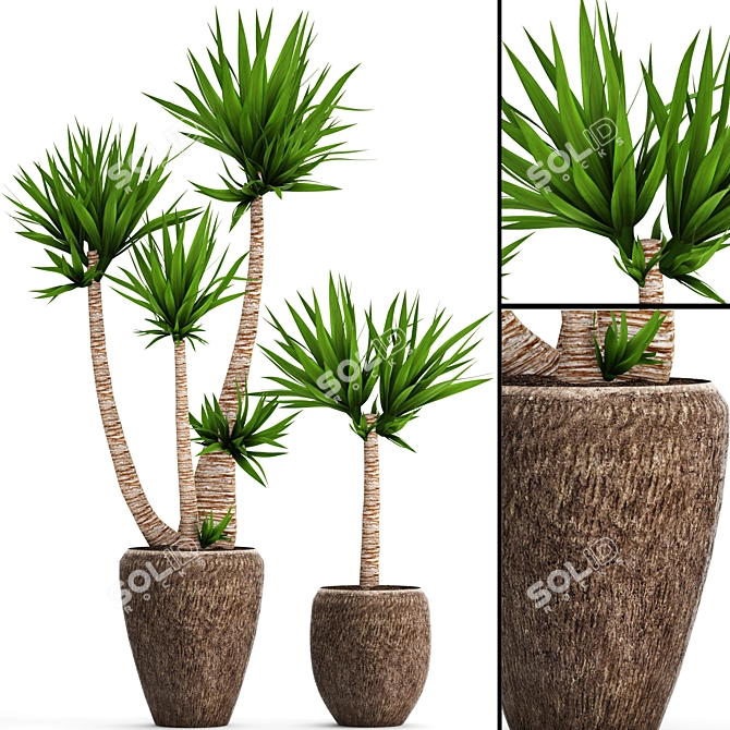 Yucca Collection: Potted Beauties 3D model image 1