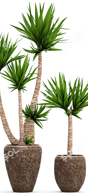 Yucca Collection: Potted Beauties 3D model image 2