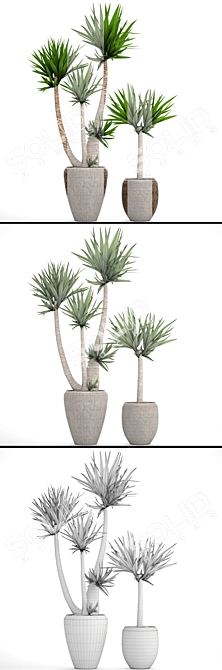 Yucca Collection: Potted Beauties 3D model image 3