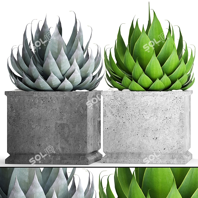 Agave Collection: Potted Plants 3D model image 1