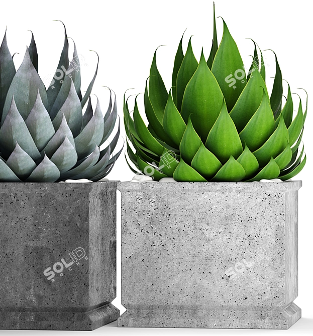 Agave Collection: Potted Plants 3D model image 2