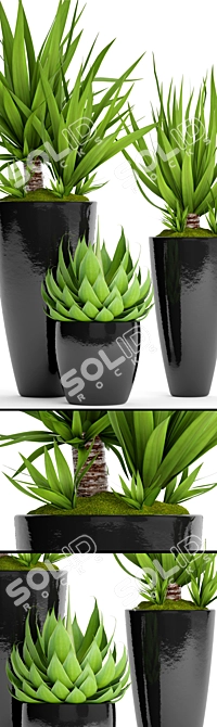 Tropical Plant Pot Collection 3D model image 2