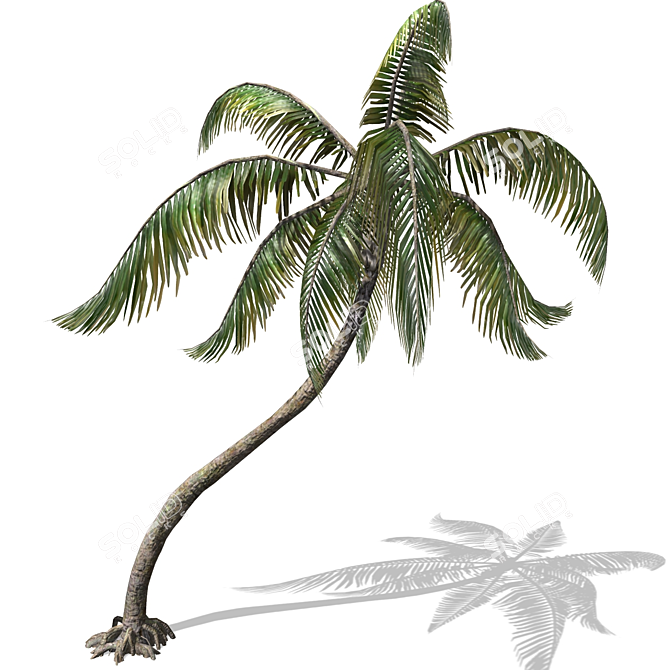 Tropical Palm Tree 3D Model 3D model image 1