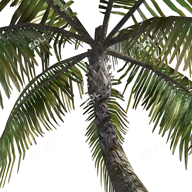 Tropical Palm Tree 3D Model 3D model image 3