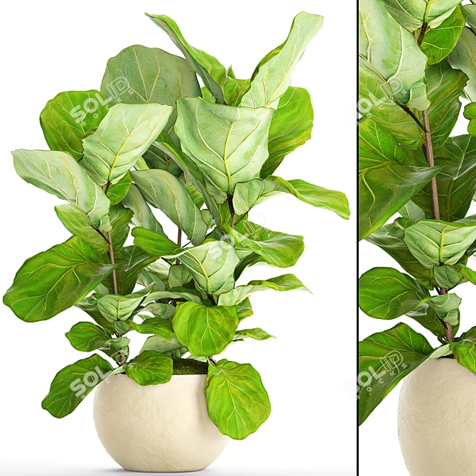 Lyrata Ficus: Elegant and Green 3D model image 1