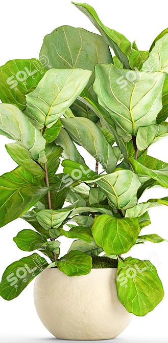 Lyrata Ficus: Elegant and Green 3D model image 2