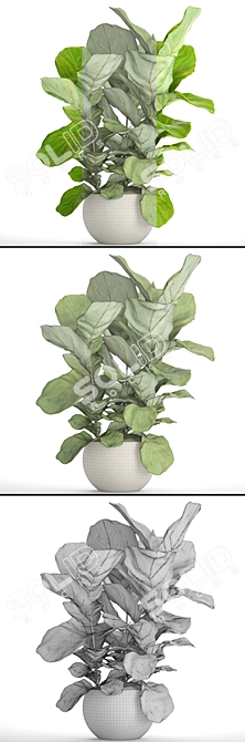 Lyrata Ficus: Elegant and Green 3D model image 3