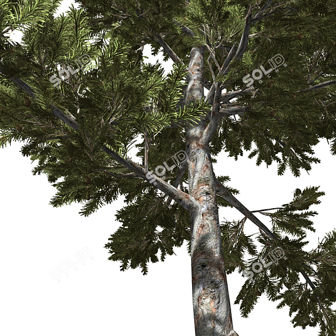 High-Quality 3D Tree Model 3D model image 2