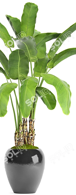 Tropical Bliss: Banana Palm in Pot 3D model image 2