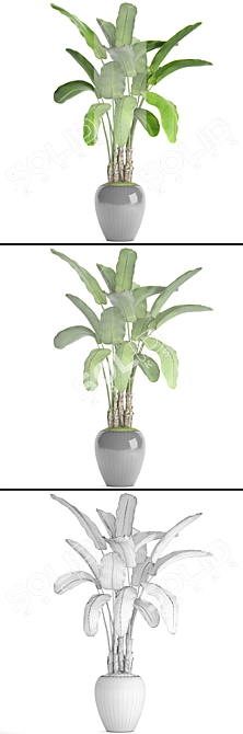 Tropical Bliss: Banana Palm in Pot 3D model image 3