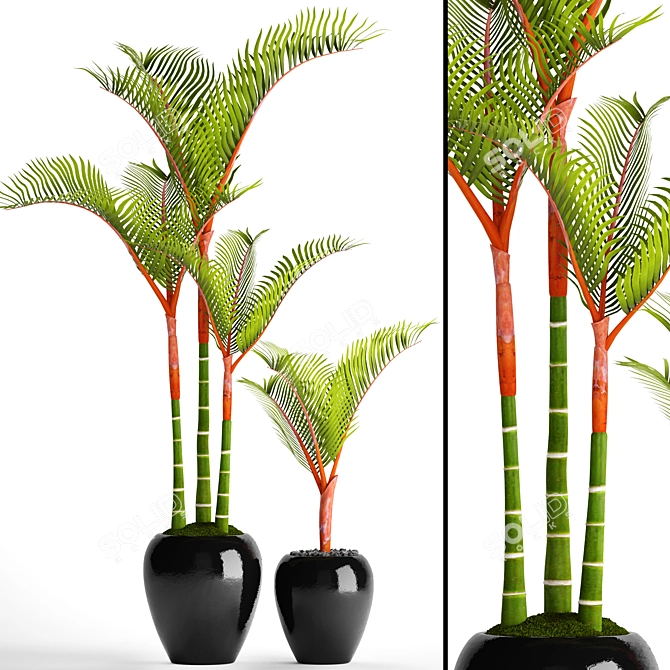 Tropical Potted Plant Collection 3D model image 1