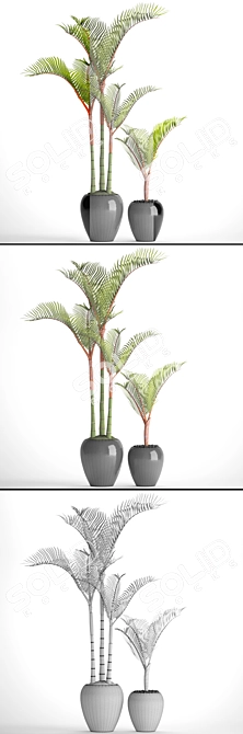 Tropical Potted Plant Collection 3D model image 3