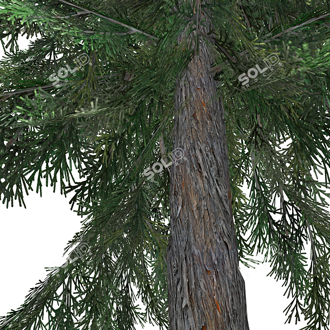 3D Tree Model - High Quality 3D model image 2