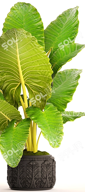 Lush Tropical Alocasia Macrorrhiza 3D model image 2