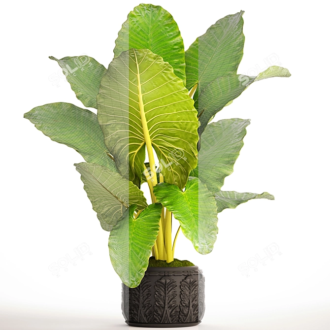 Lush Tropical Alocasia Macrorrhiza 3D model image 3