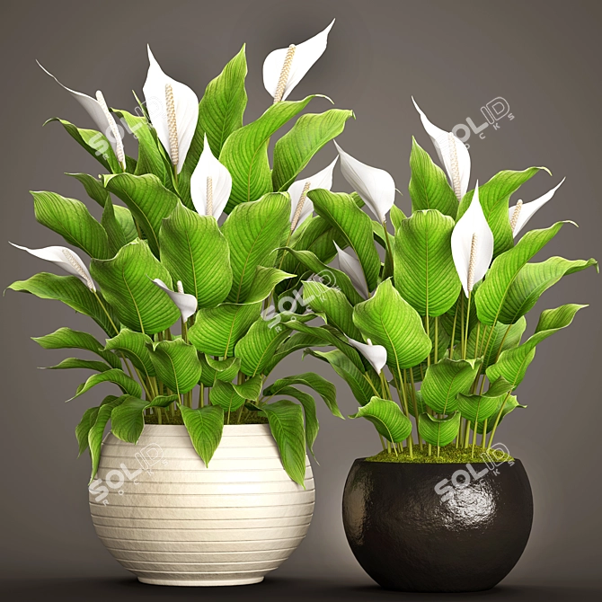 Lush Potted Collection: 50 Spathiphyllum 3D model image 1