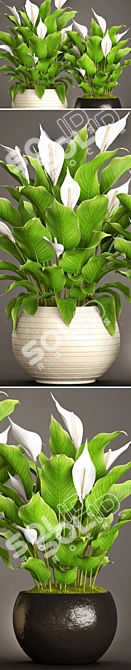 Lush Potted Collection: 50 Spathiphyllum 3D model image 2