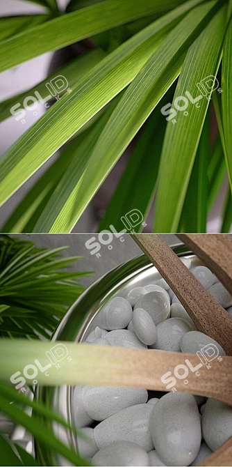 Tropical Oasis: Trio of Potted Palms 3D model image 2