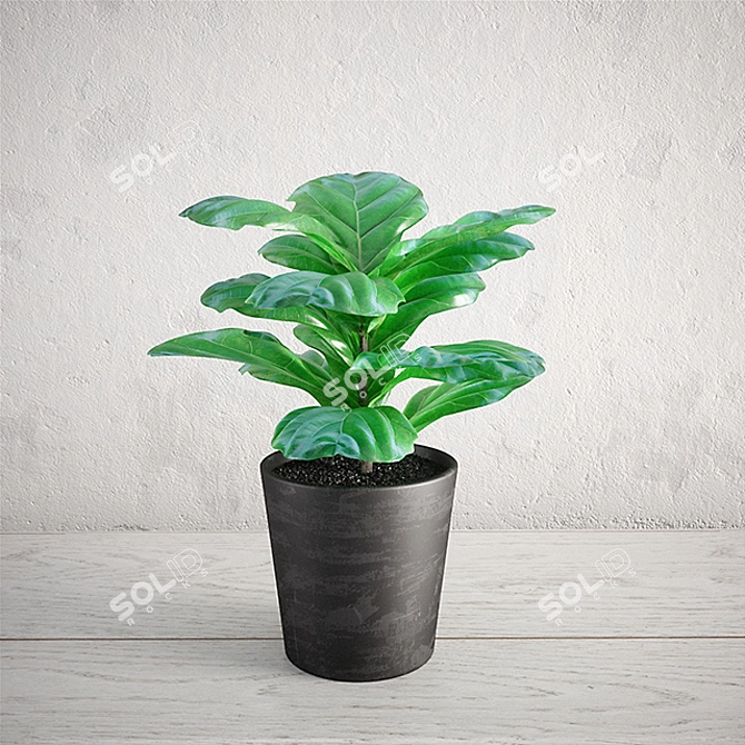 Ficus Lyrata Mini - High-Quality Interior Plant 3D model image 1